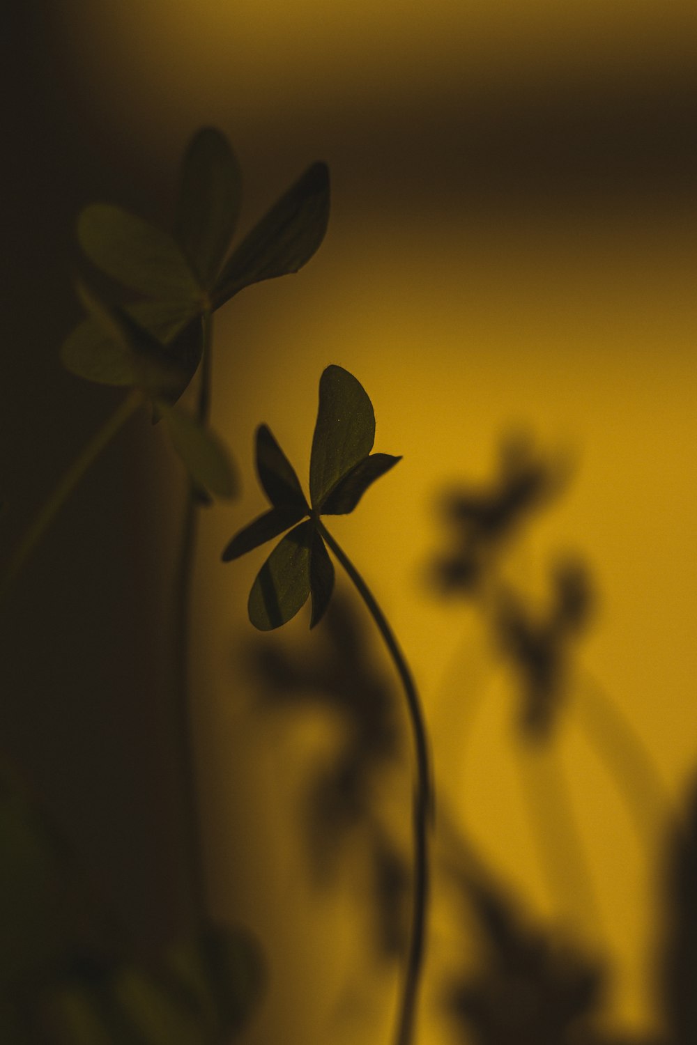 yellow and black flower in close up photography