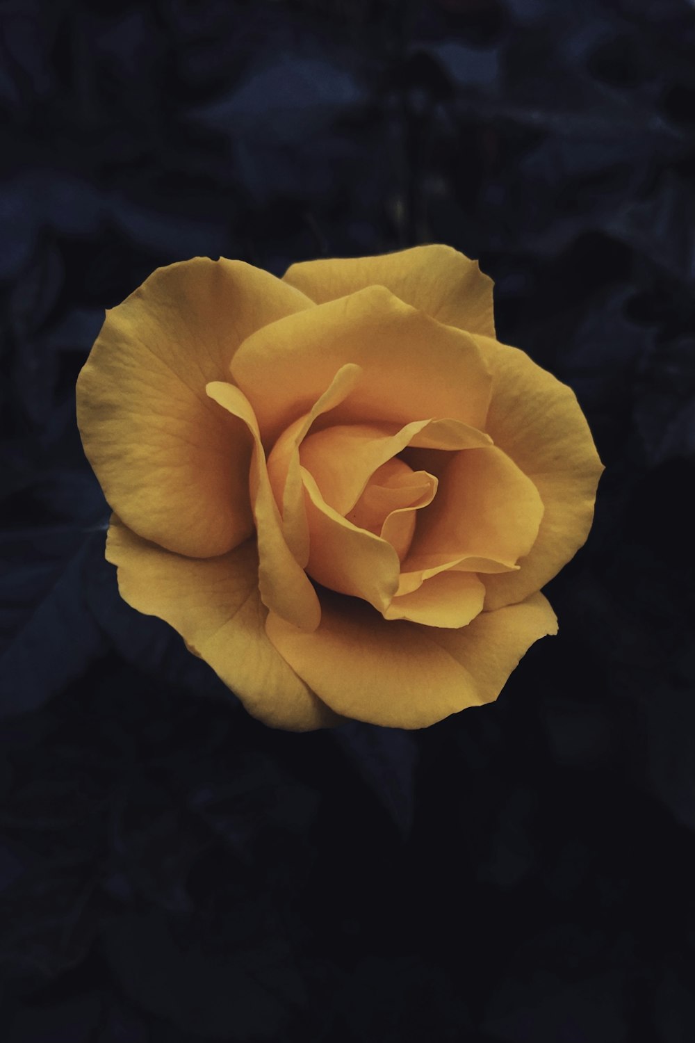 yellow rose in bloom close up photo