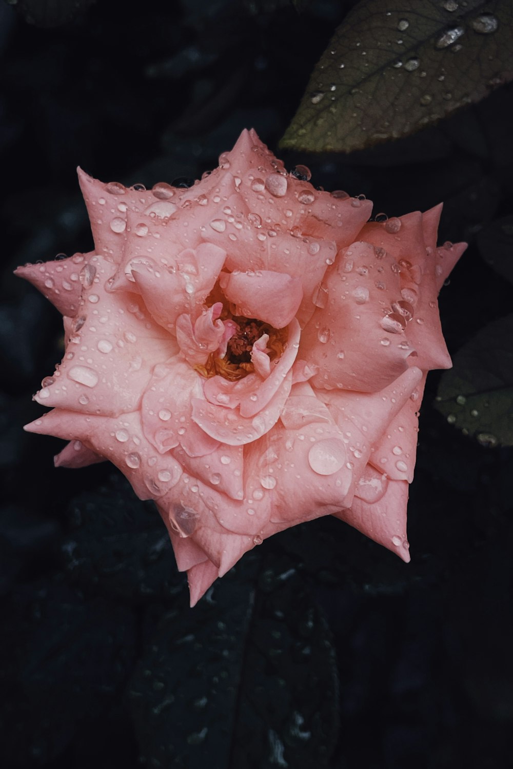 pink flower petals in close up photography