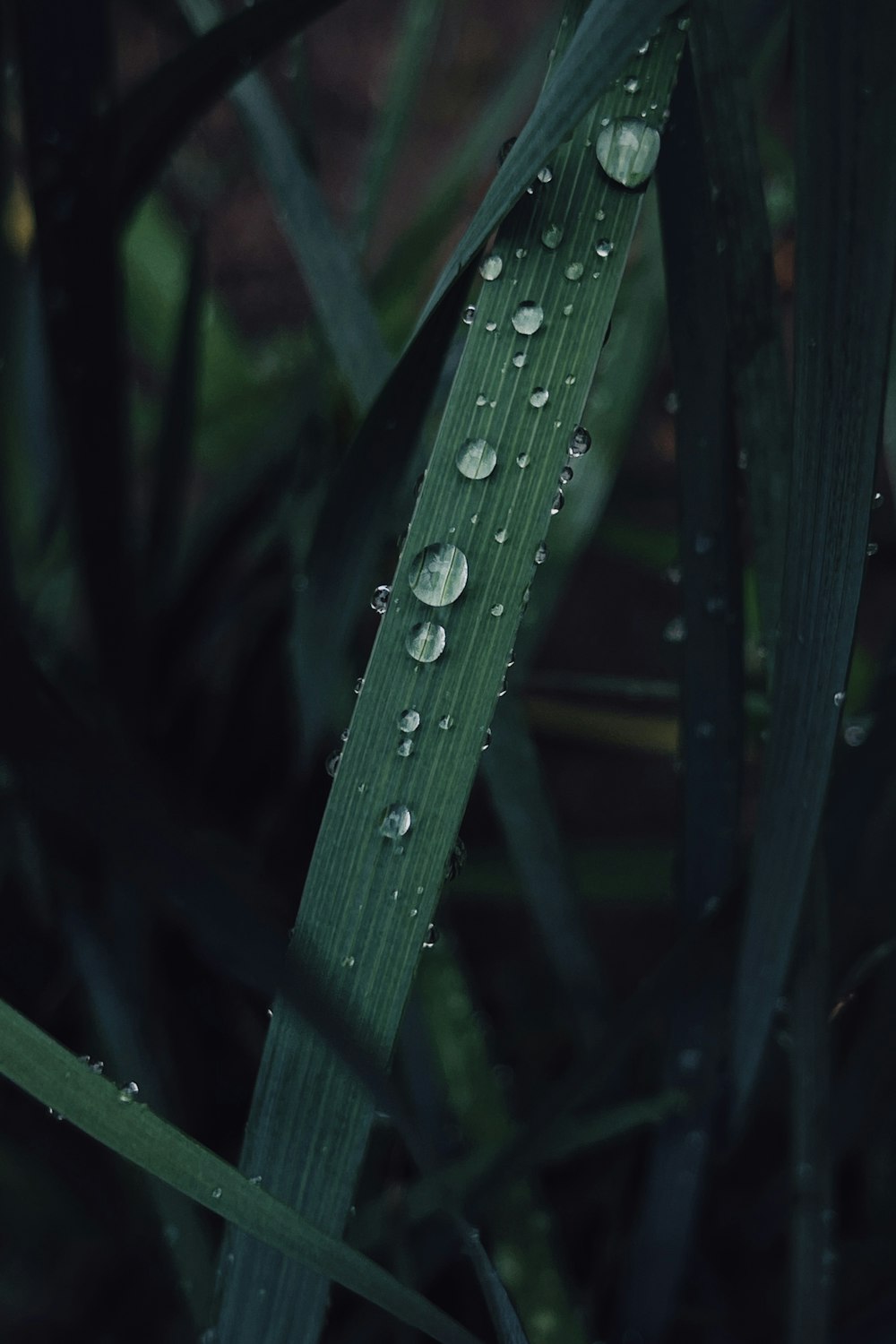 water droplets on green plant