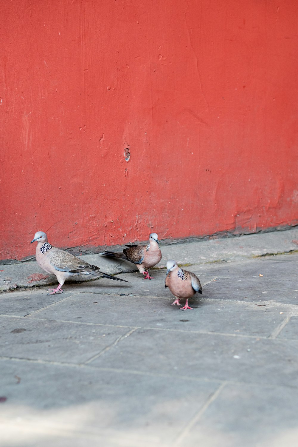 2 gray pigeons on gray concrete floor