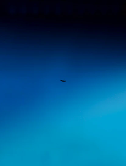 A vibrant phoenix soaring upward against a gradient sky of light blue and dark slate gray.