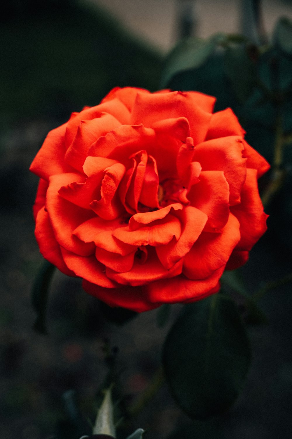 red rose in bloom during daytime