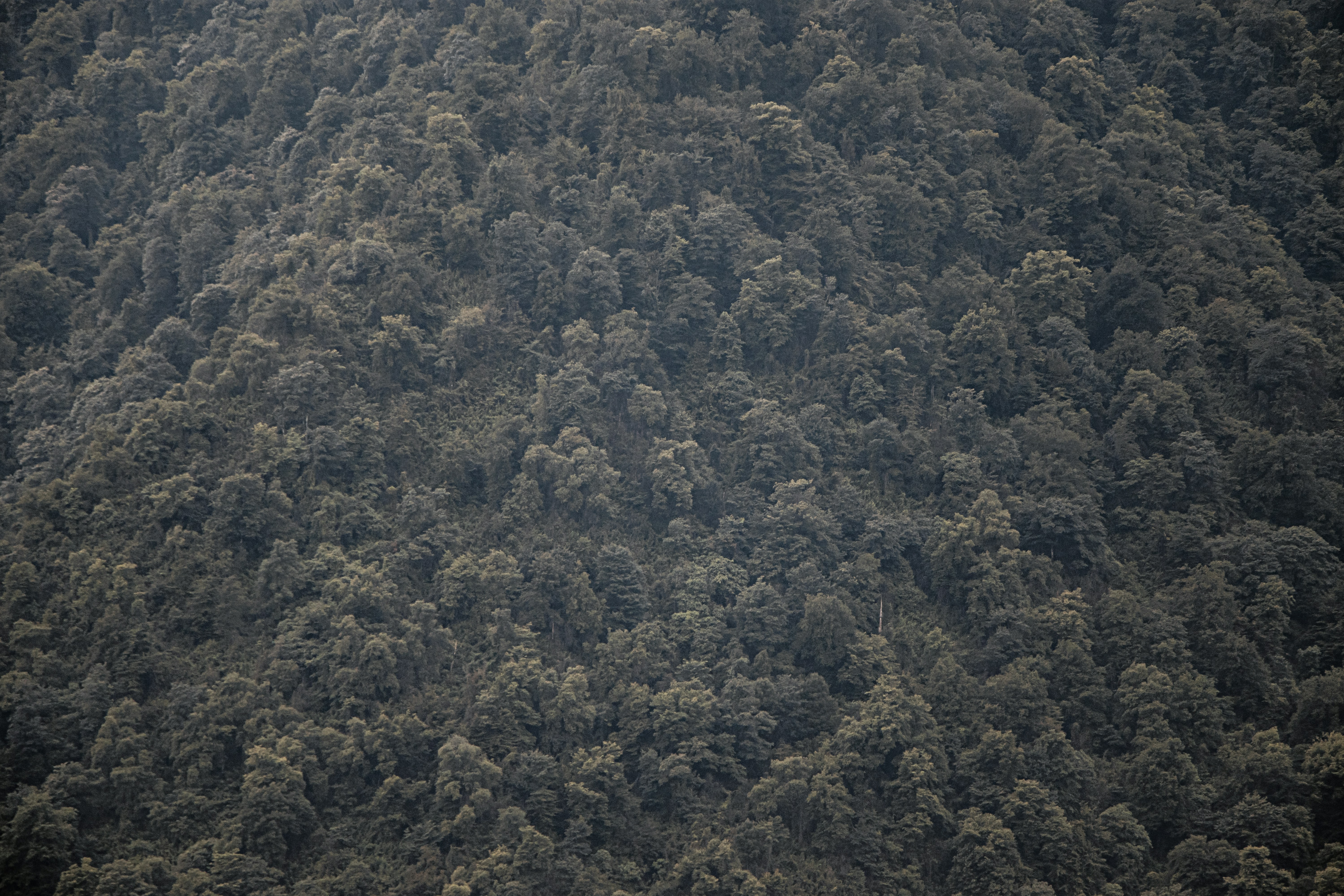 Photo by mahdibafande