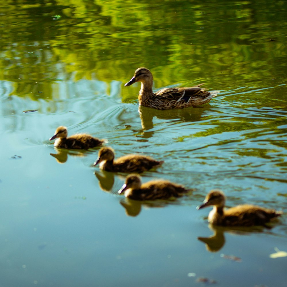 brown duck on water during daytime