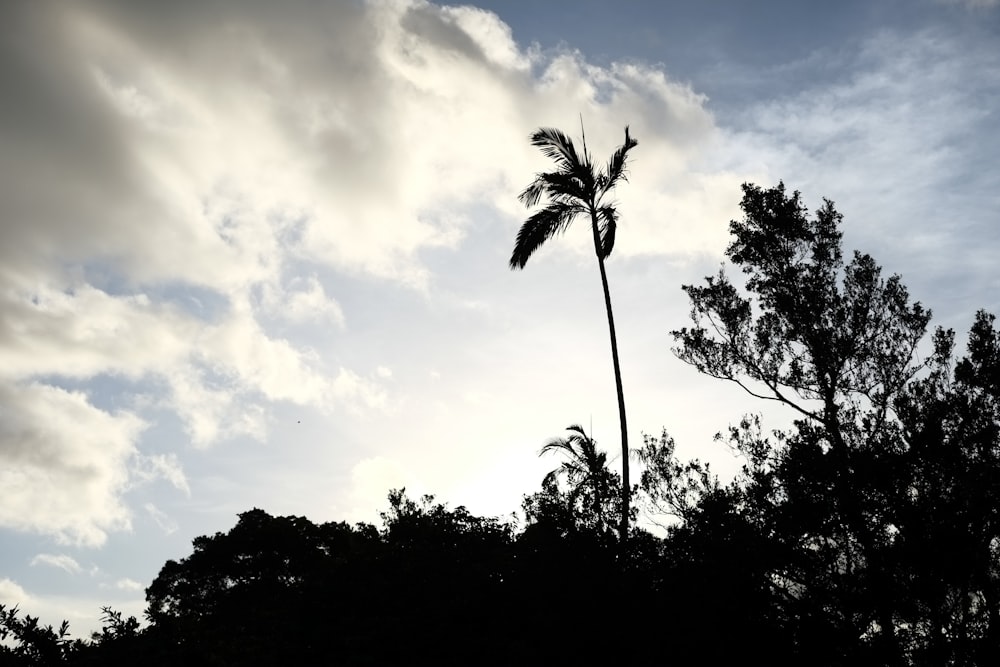 silhueta de árvores sob o céu nublado durante o dia
