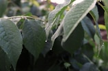 Close-up of dew-kissed leaves glowing softly in early morning sun.