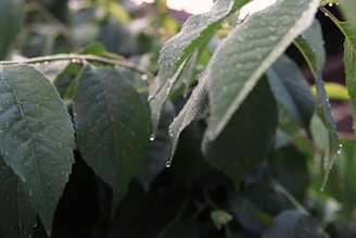 Stevia leaves sparkling under the soft light of dawn.