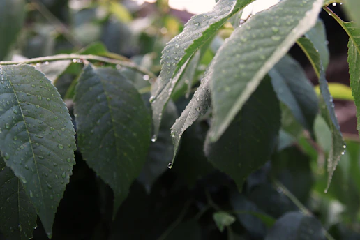 Bright green leaves glowing with morning dew under soft sunlight.