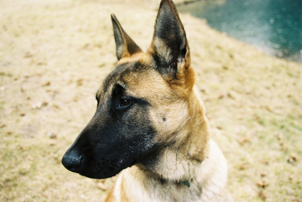 brown and black german shepherd