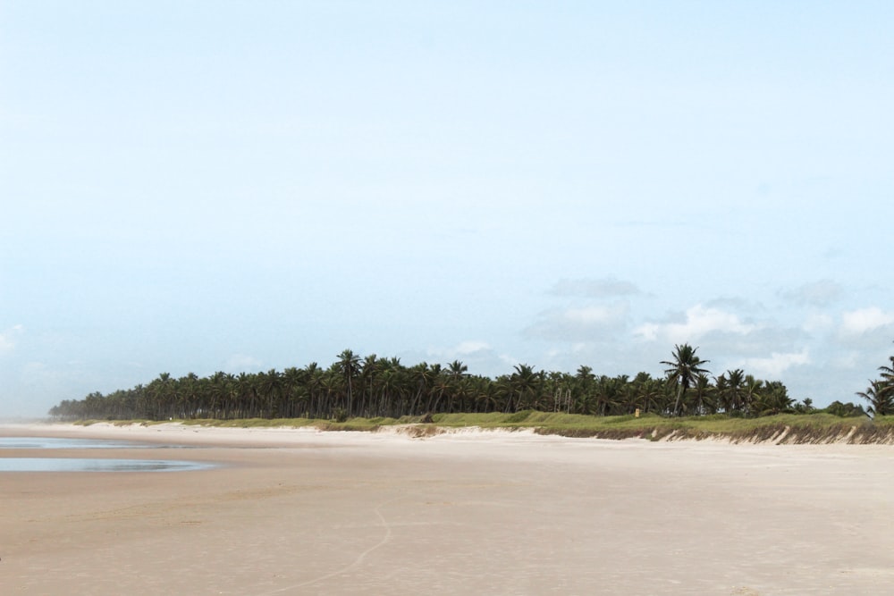 green trees on white sand beach during daytime