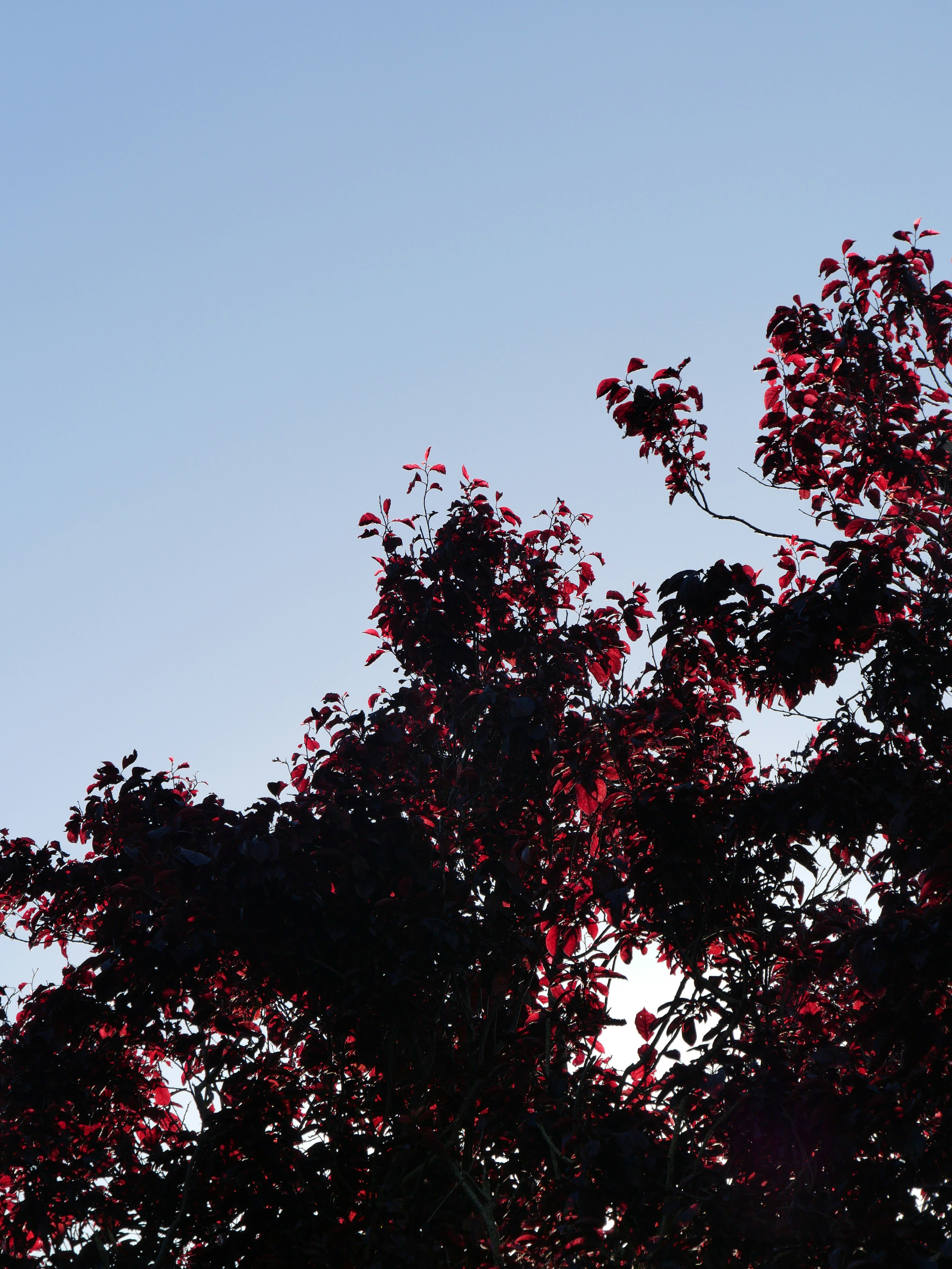 Photo by nimbus_vulpis