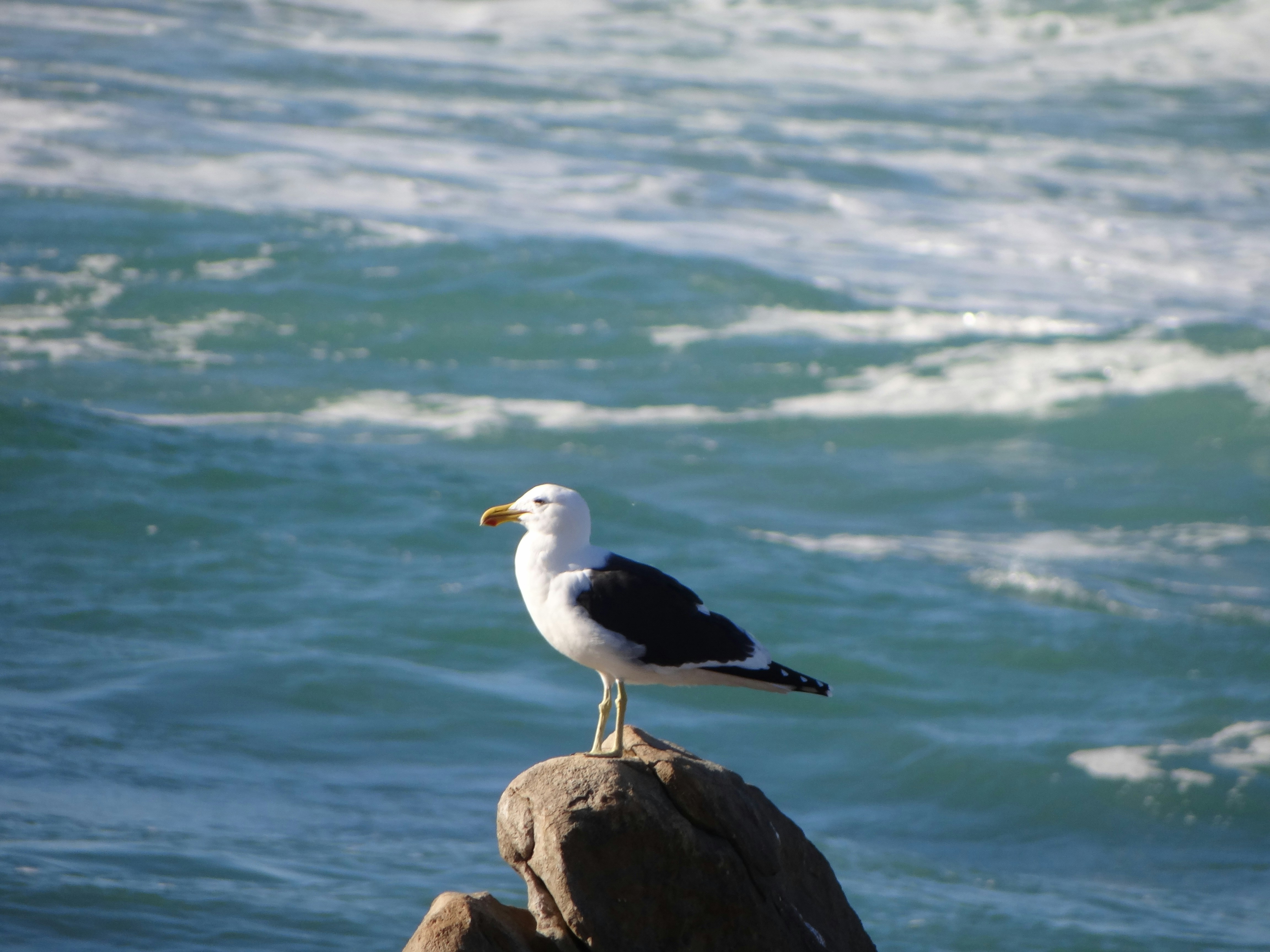Seagull