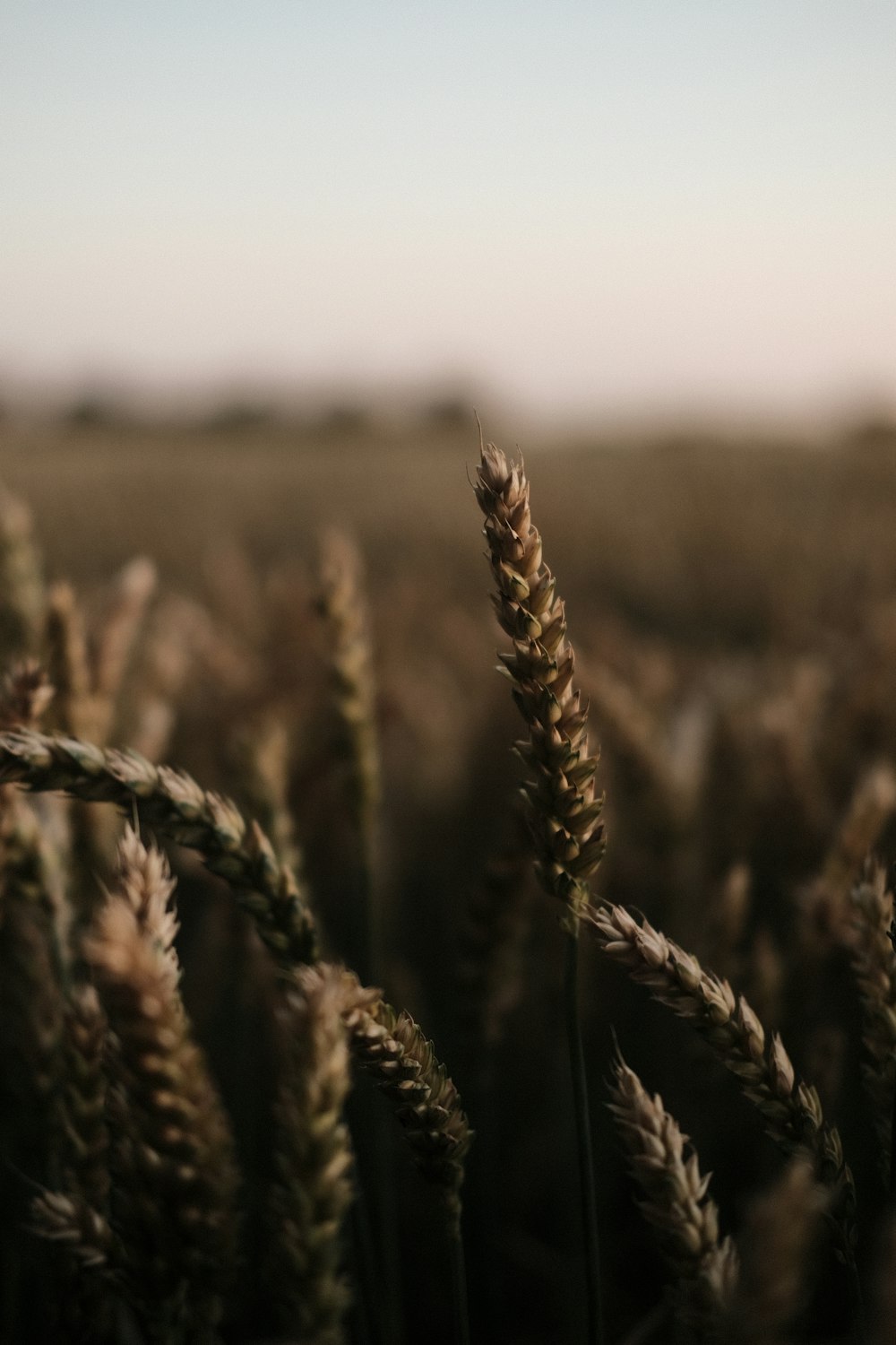 campo di grano bruno durante il giorno