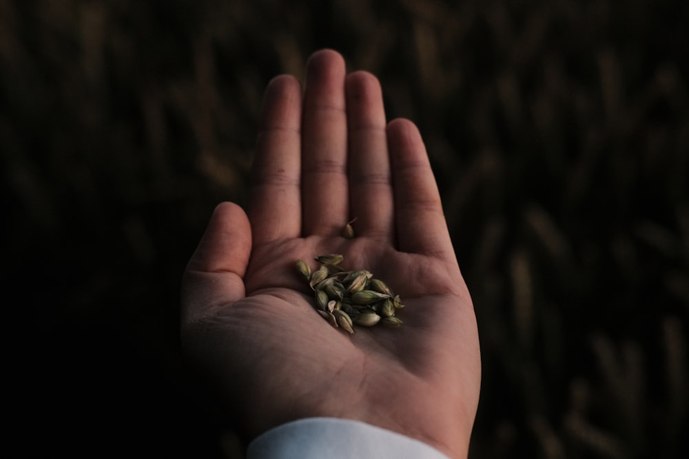 green frog on persons hand