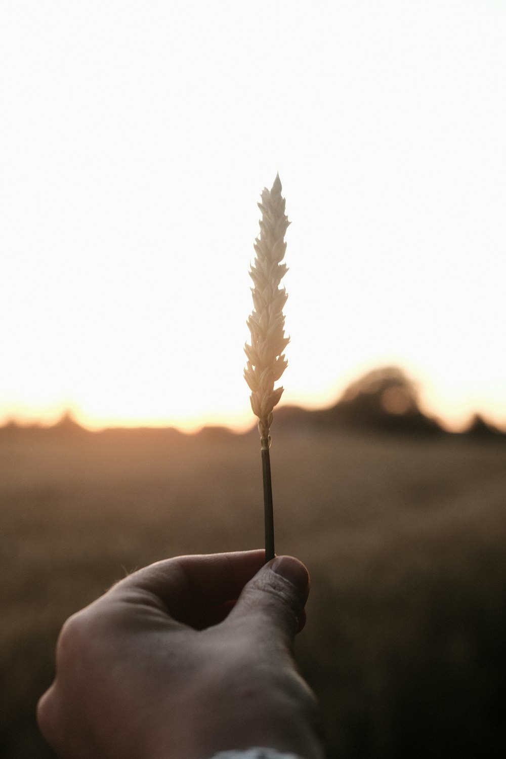 person holding white and brown feather during sunset