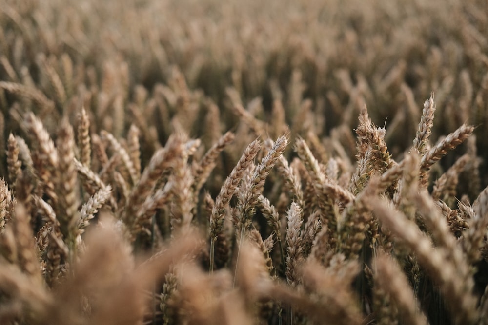 brown wheat field during daytime