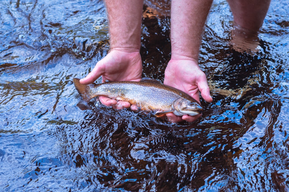 person holding brown and black fish