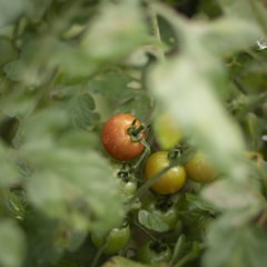 Japanese Persimmon