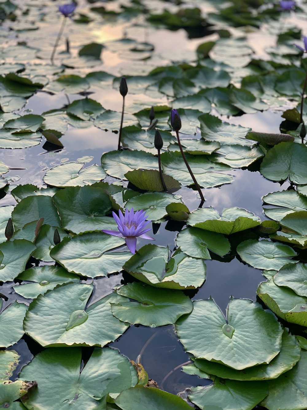 水に咲く紫色の蓮の花