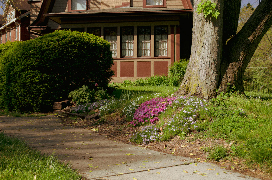A front walk with phlox and a big tree