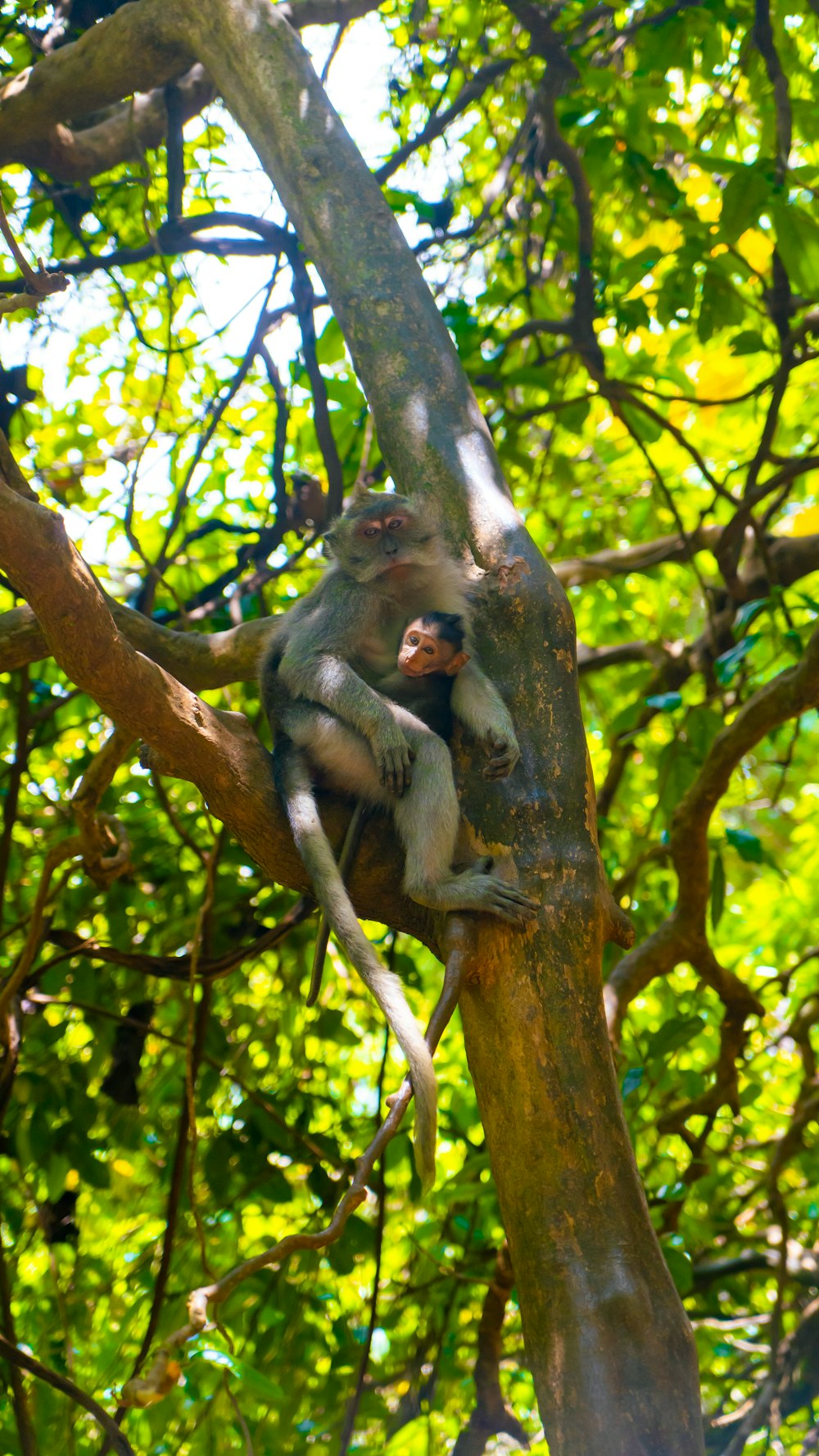 monkey on tree branch during daytime