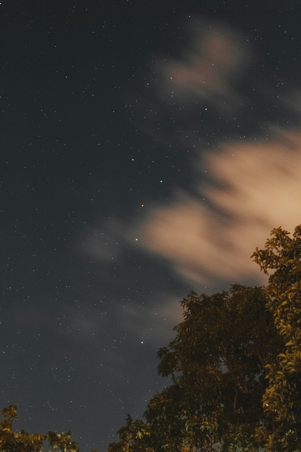 green trees under blue sky during night time