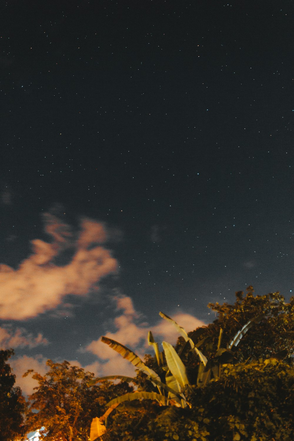 green trees under blue sky during night time