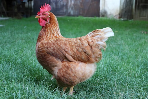 A brown chicken with red comb and wattles stands on vibrant green grass. The image is outdoors with a blurred background of a wooden door and walls, suggesting a farm or backyard setting.