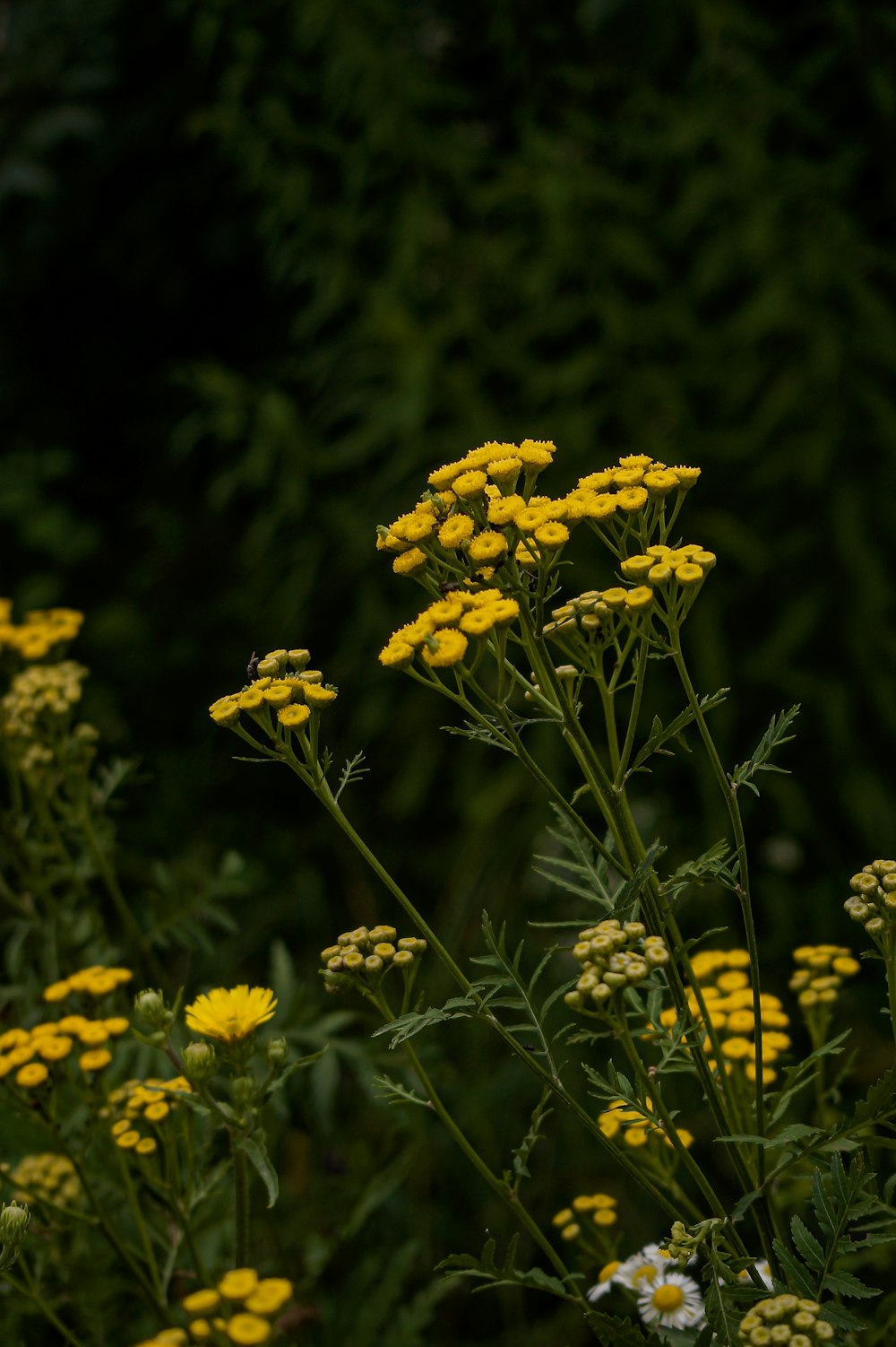 yellow flowers in tilt shift lens