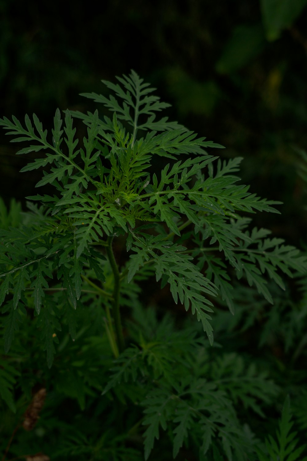 green leaves in close up photography