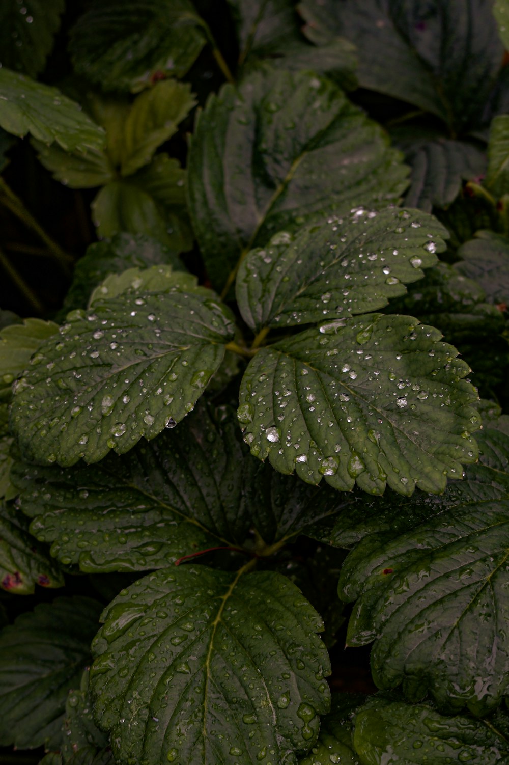 green leaves with water droplets