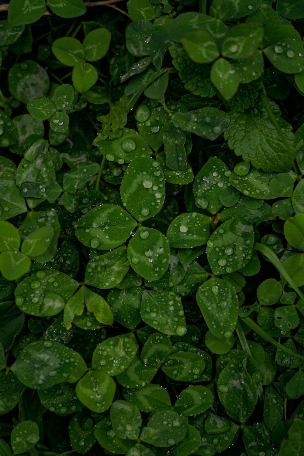 green leaves with water droplets