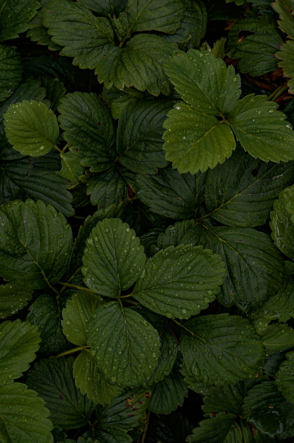 pianta di foglie verdi durante il giorno