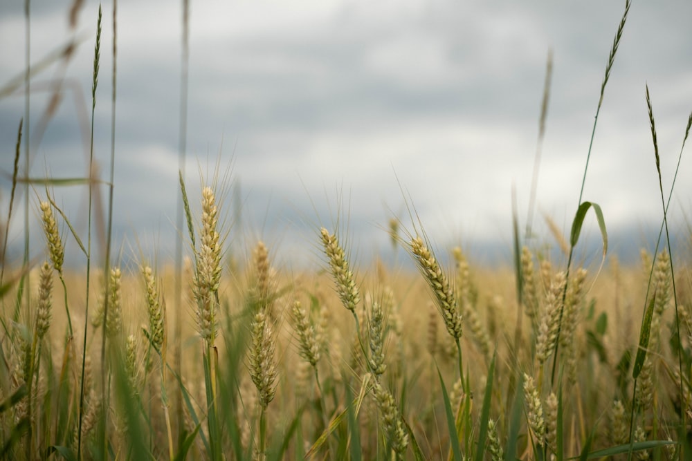 昼間の緑の小麦畑