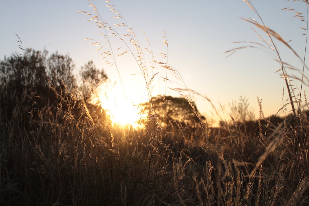 brown grass field during daytime