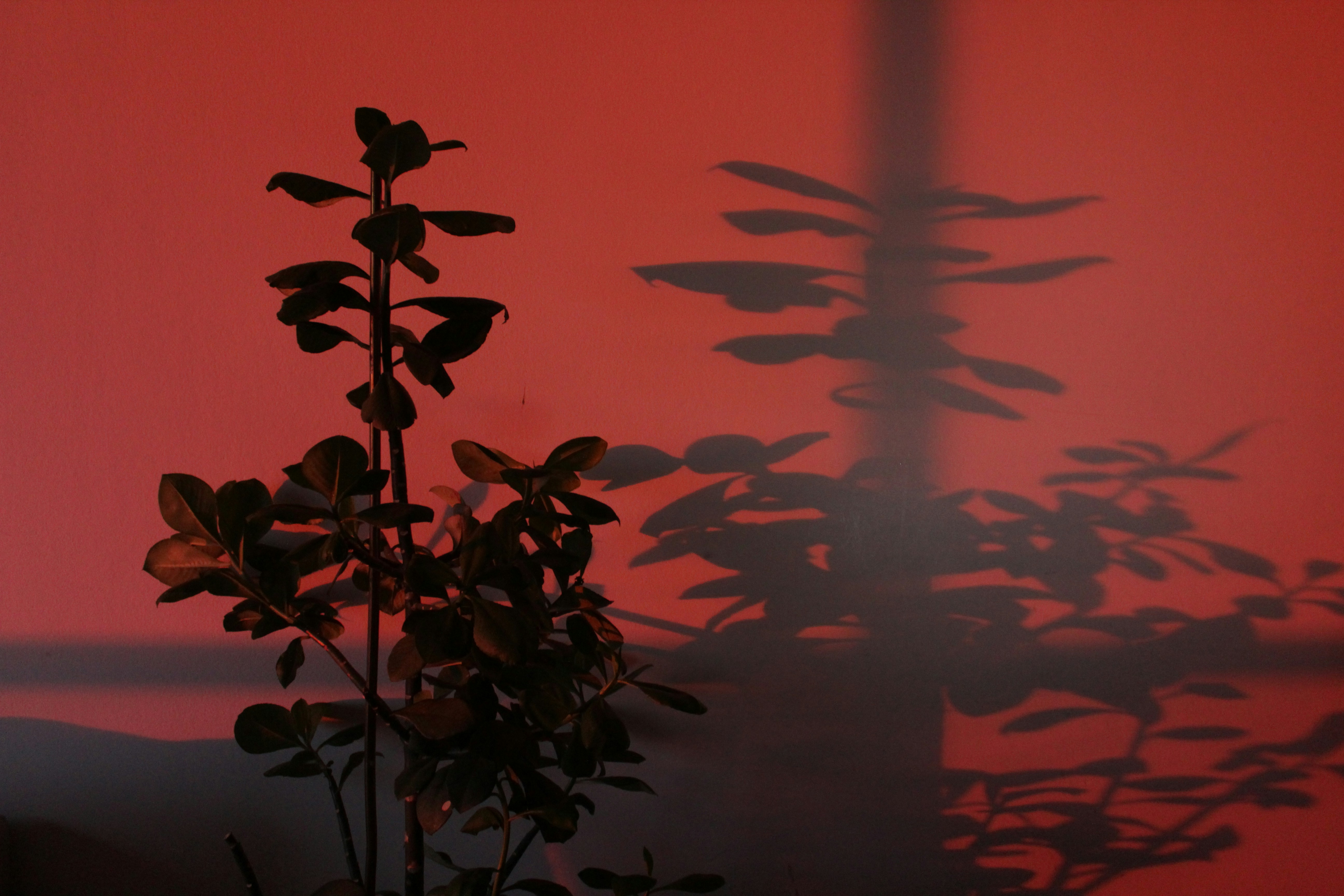 silhouette of plant during sunset