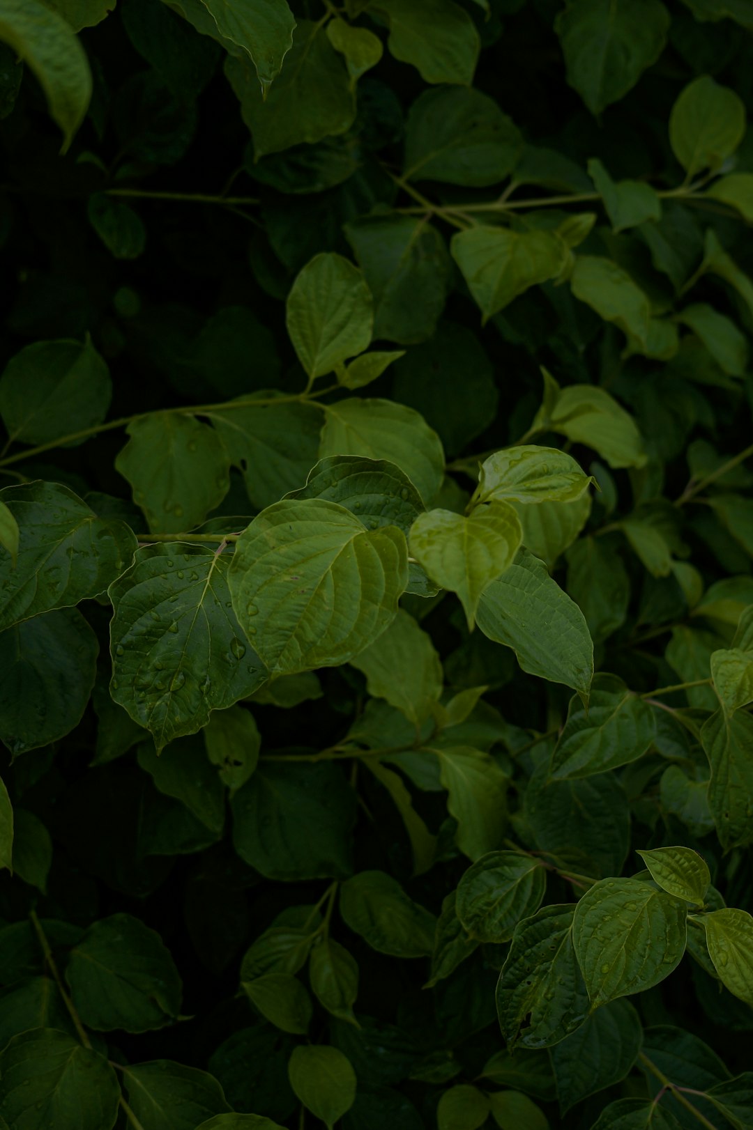 green leaves plant in close up photography