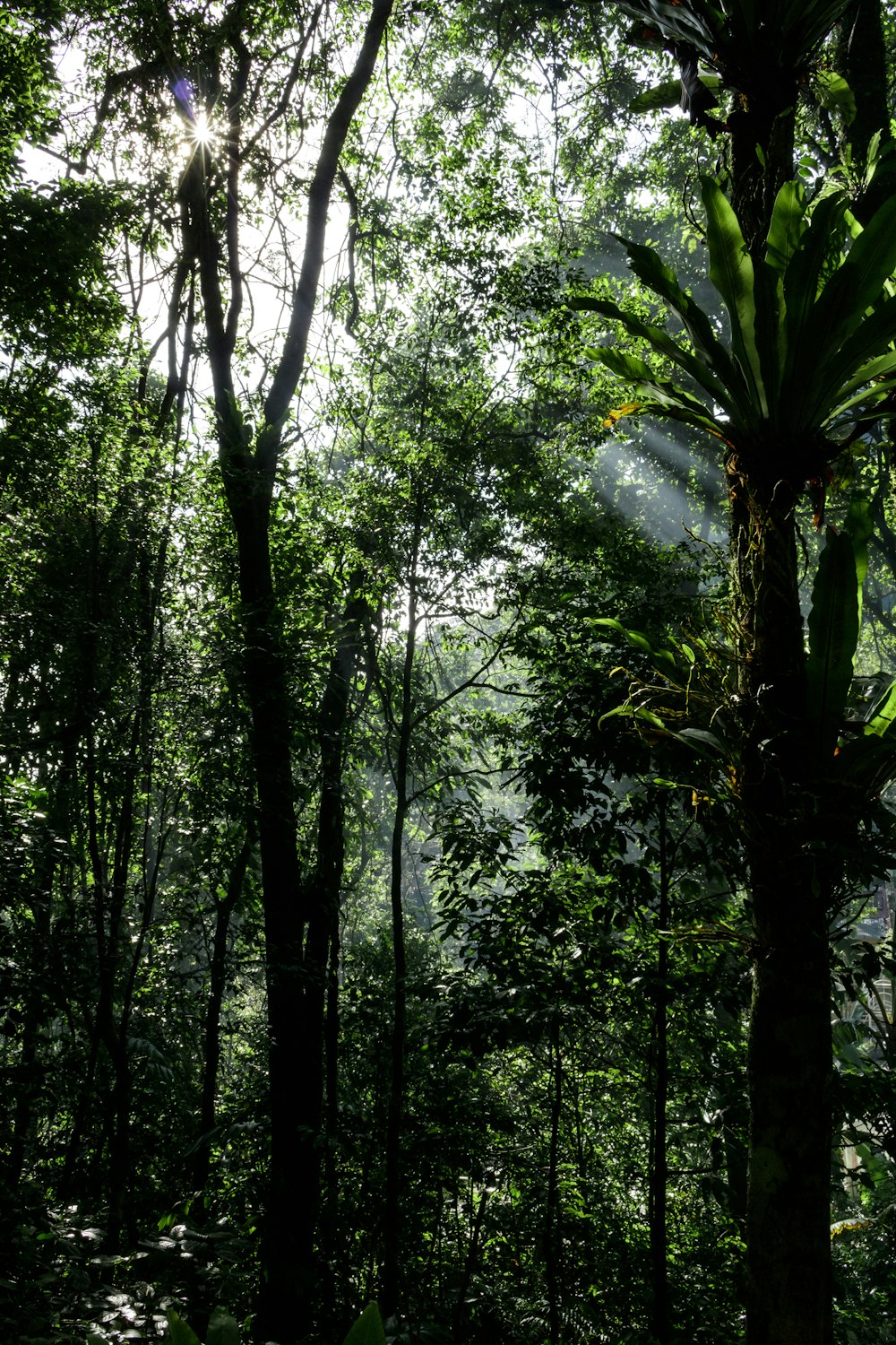 green trees under white sky during daytime