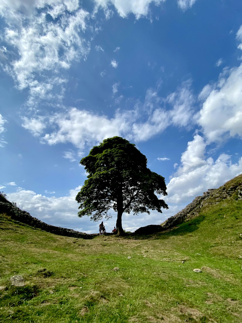 árbol verde en campo de hierba verde bajo cielo azul y nubes blancas durante el día