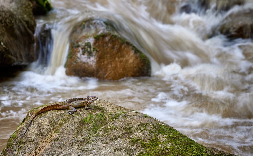 brown lizard on brown rock near water falls during daytime