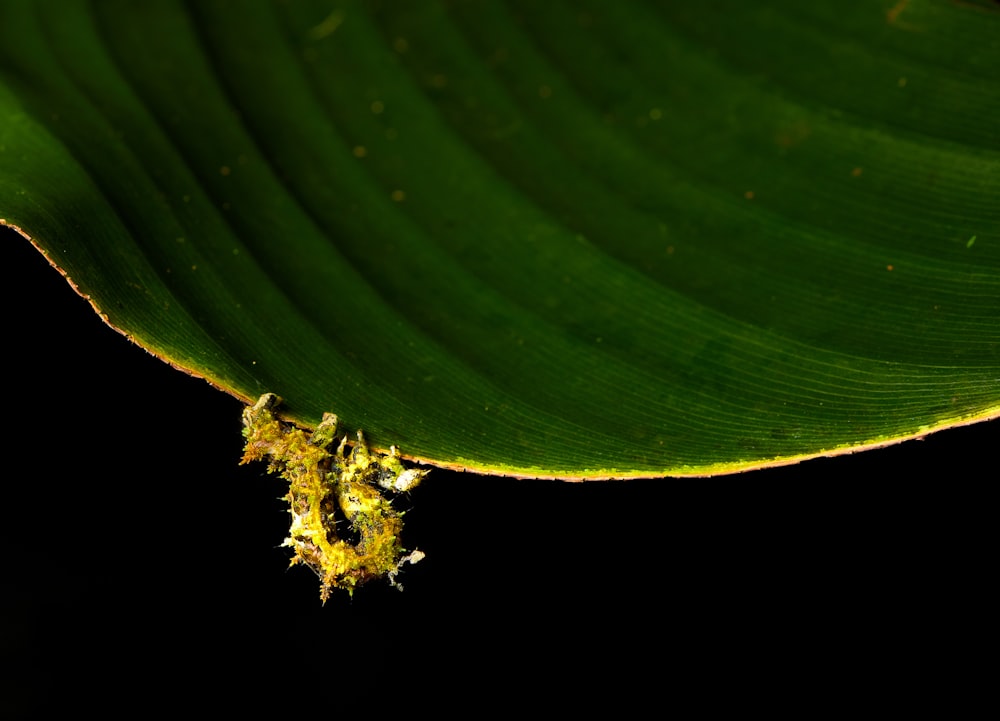 brown and black ant on green leaf