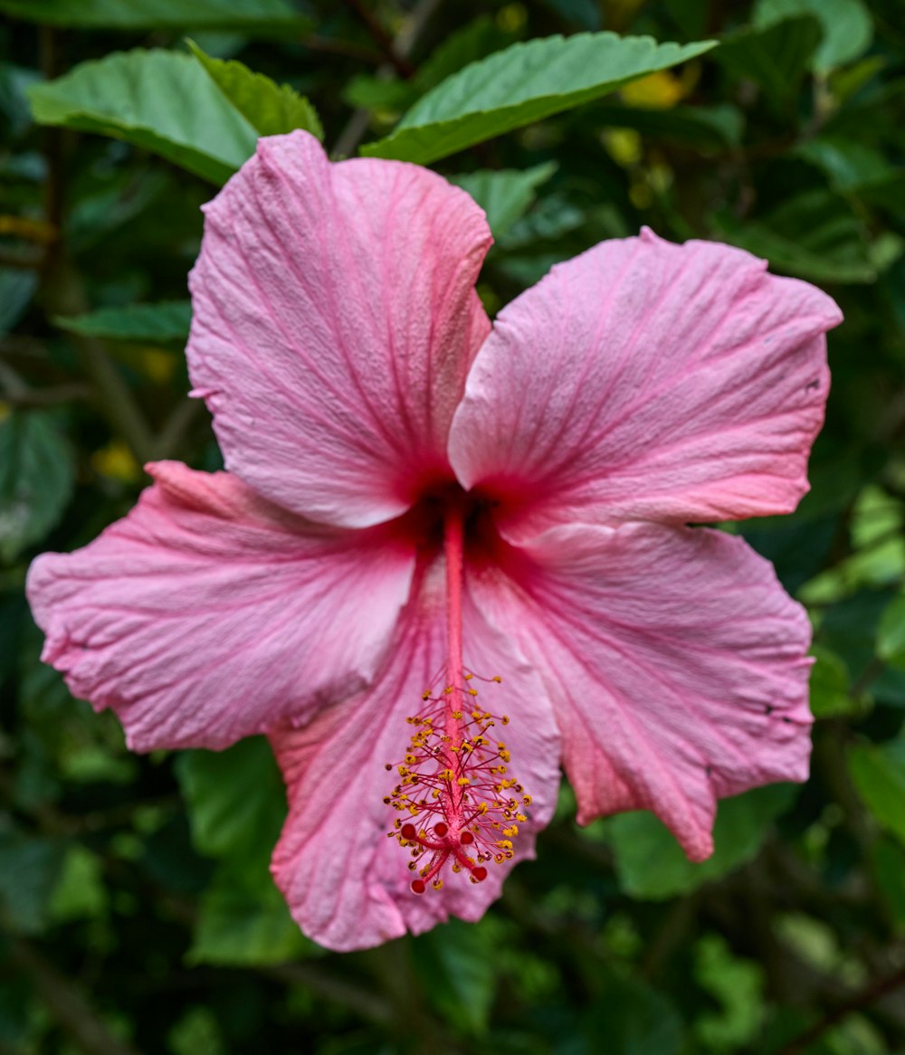 pink hibiscus in bloom during daytime