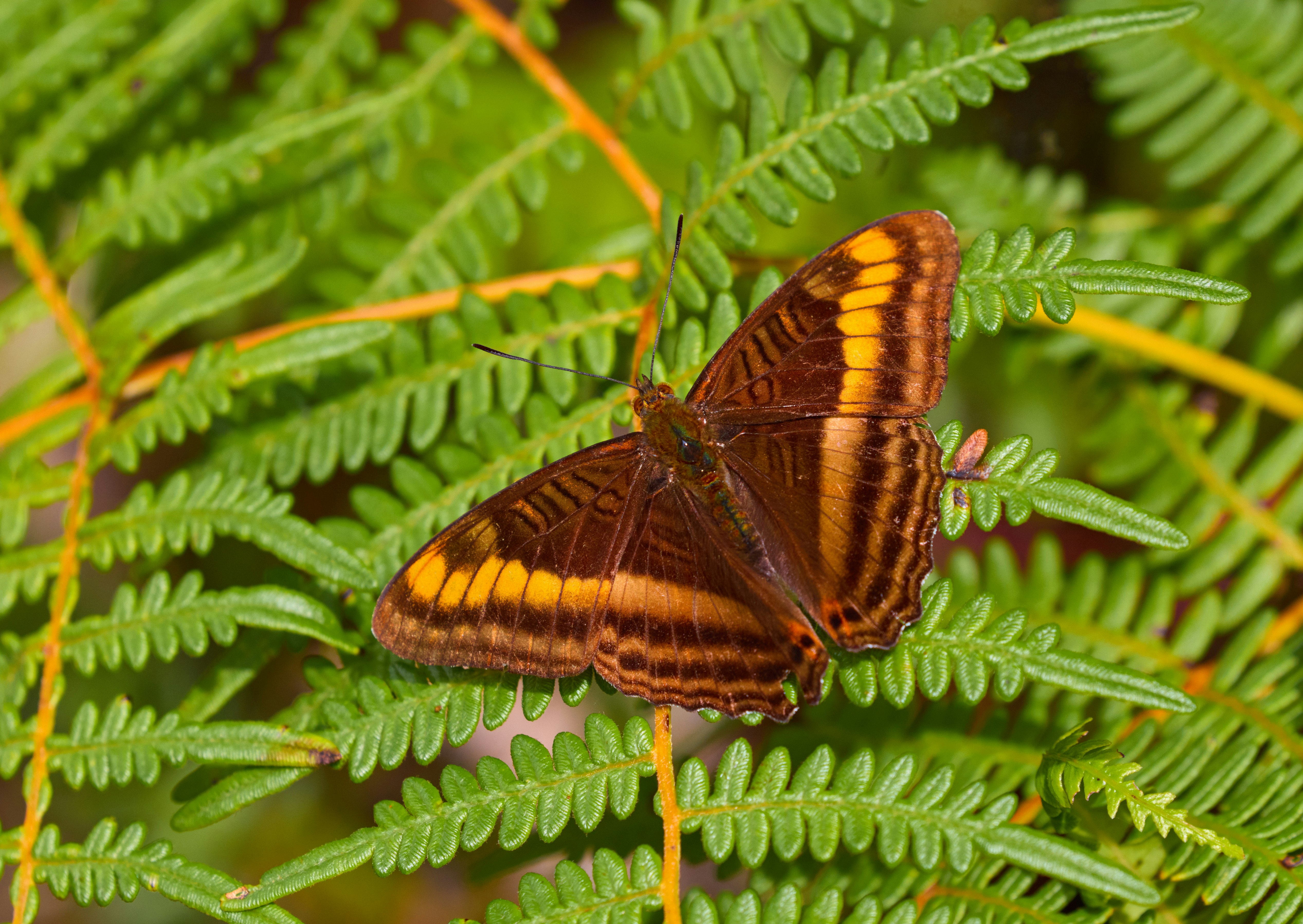 brown and black butterfly on green plant