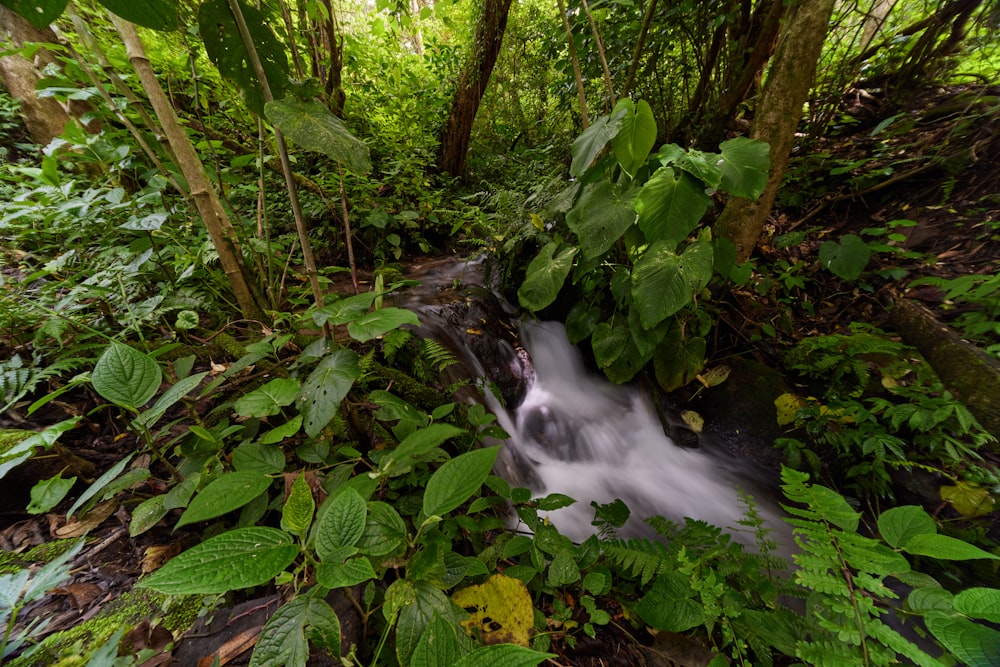 water falls in the middle of the forest