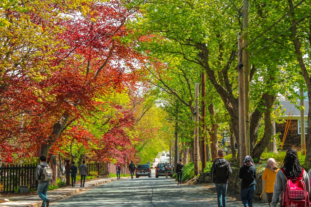 people walking on sidewalk with trees on the side