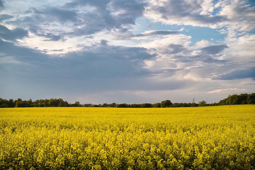 yellow flower field under white clouds and blue sky during daytime