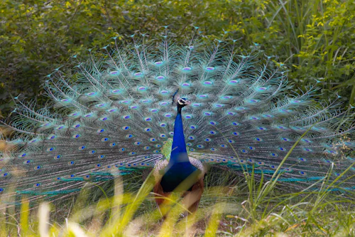 Birdwatching near Ranthambore