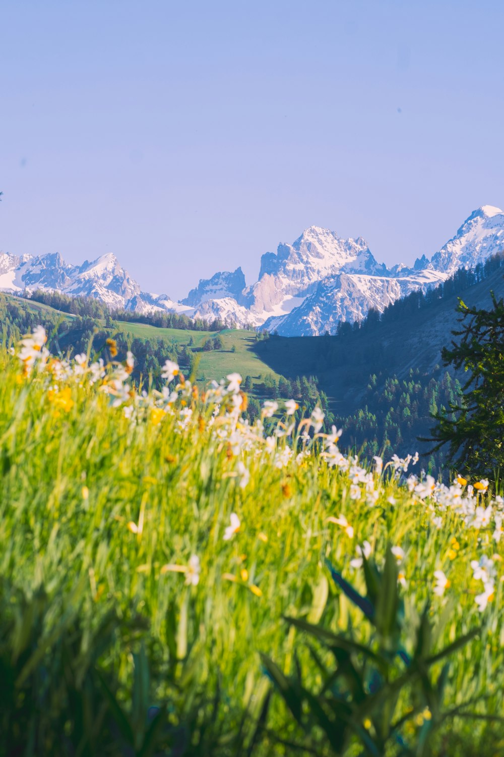 fiori bianchi vicino al campo di erba verde e montagne coperte di neve durante il giorno