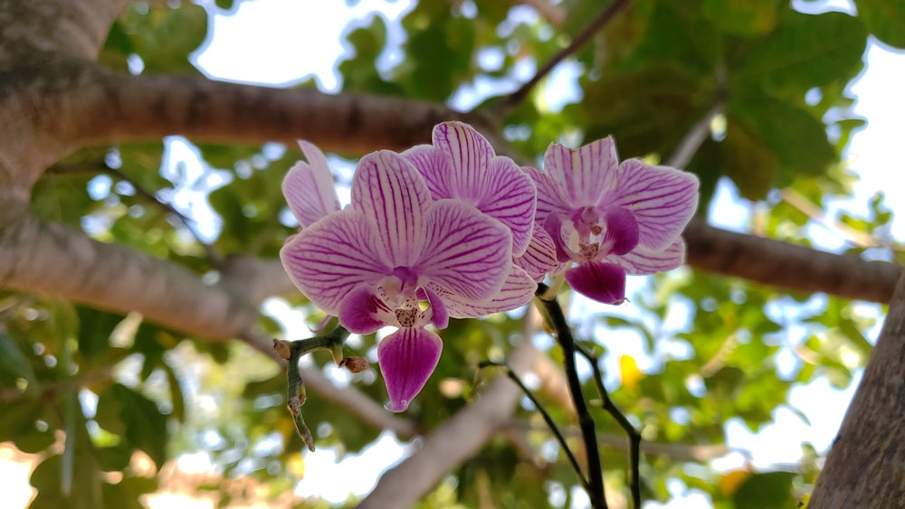 purple moth orchid in bloom during daytime